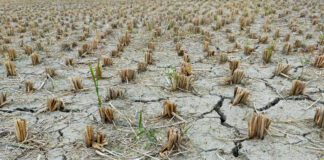 Brown crops in a dry field.