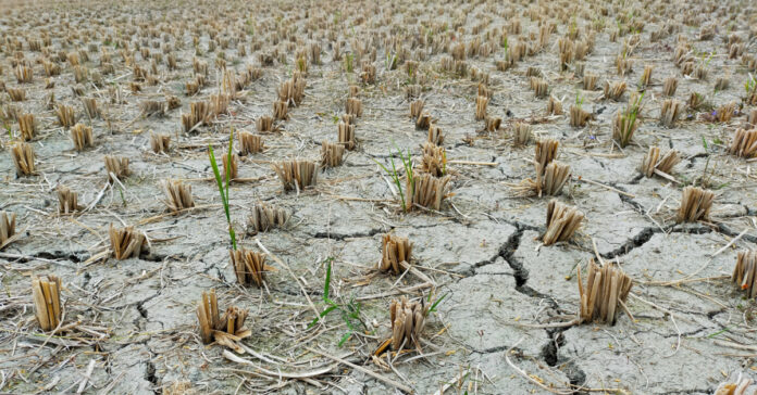 Brown crops in a dry field.