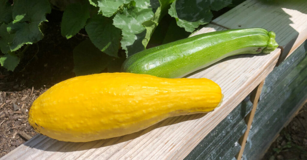 Summer squash