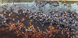 A frame of bees with pollen and honey