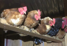 chicksn on their roost