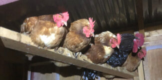 chicksn on their roost