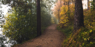A trail in the autumn