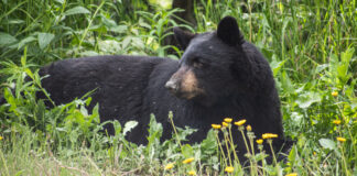 A black bear