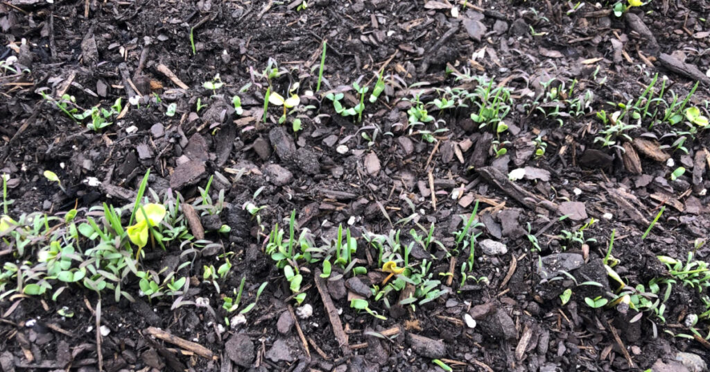 A cover crop that just sprouted