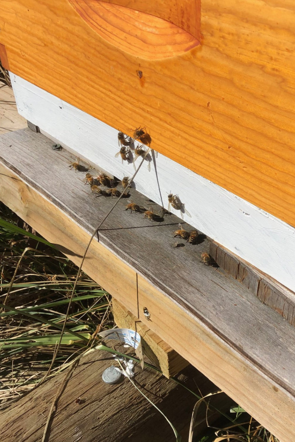 Getting the Beehives Ready for Winter