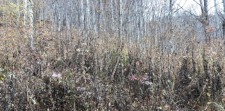 A gray day with dead, brown plants