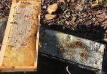 Frames pulled from beehives this summer but never harvested are use to feed the bees in the winter.