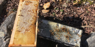 Frames pulled from beehives this summer but never harvested are use to feed the bees in the winter.