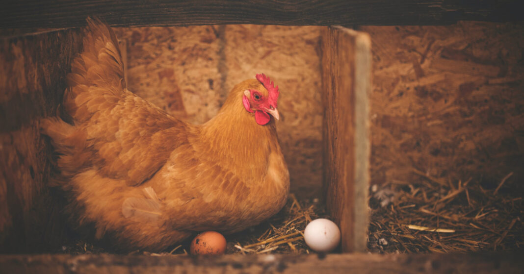 How to Avoid Chicken Feed Problems