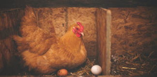 A chicken nesting box with eggs