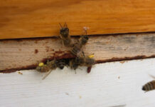 Bees bringing in pollen