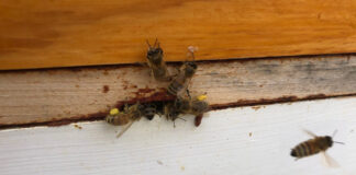 Bees bringing in pollen