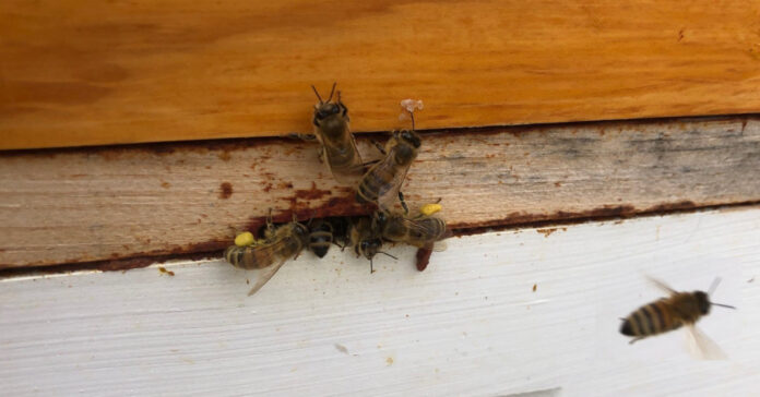 Bees bringing in pollen