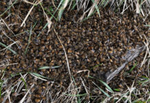 A pile of dead bees on the grass