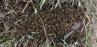 A pile of dead bees on the grass