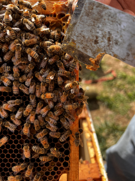 A queen bee on a frame of bees