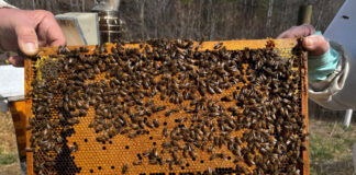 A fame of bees in early March