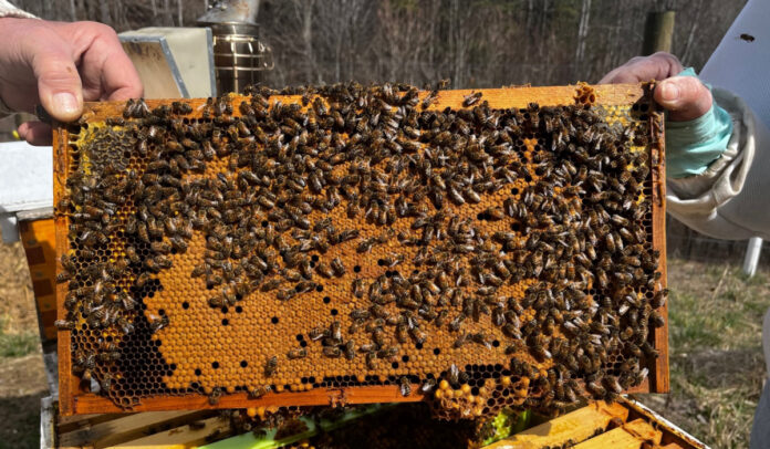 A fame of bees in early March