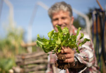 A man transplanting a plant in the garden