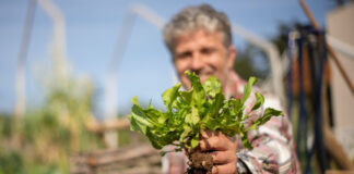 A man transplanting a plant in the garden