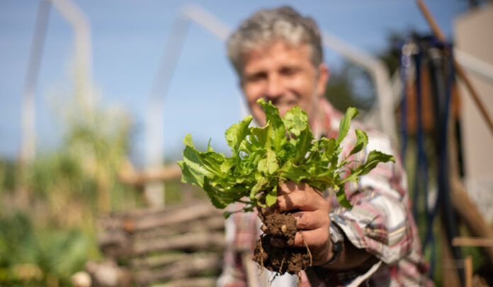 A man transplanting a plant in the garden