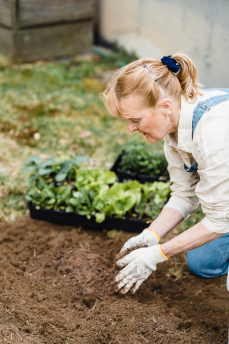 Transplanting plant in the garden