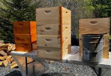 Staining beehives to protect them from the weather.