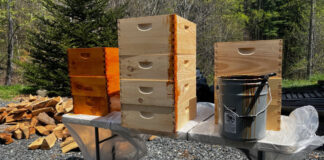 Staining beehives to protect them from the weather.