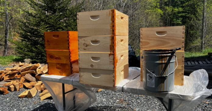 Staining beehives to protect them from the weather.