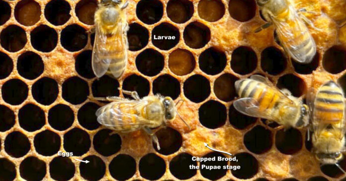 This frame pulled from my beehive shows brood in multiple stages. If you look carefully, you can see the eggs.