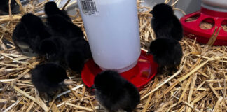 Chicks, fresh from the egg