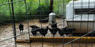 Our pullets are not pleased with the wet weather