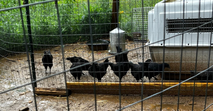 Our pullets are not pleased with the wet weather