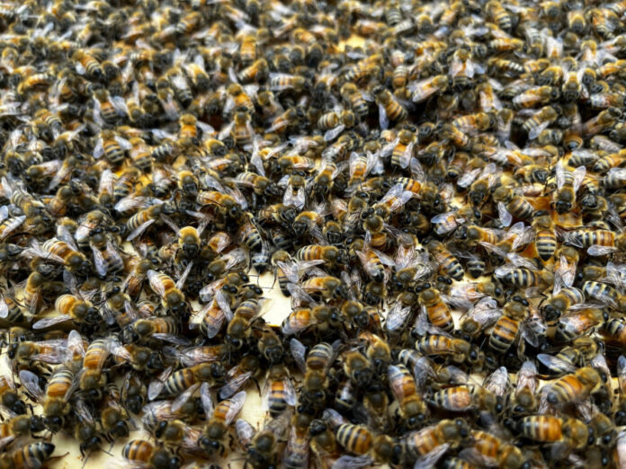 Lots of bees