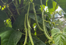 green beans on the vine
