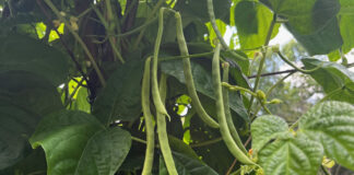 green beans on the vine