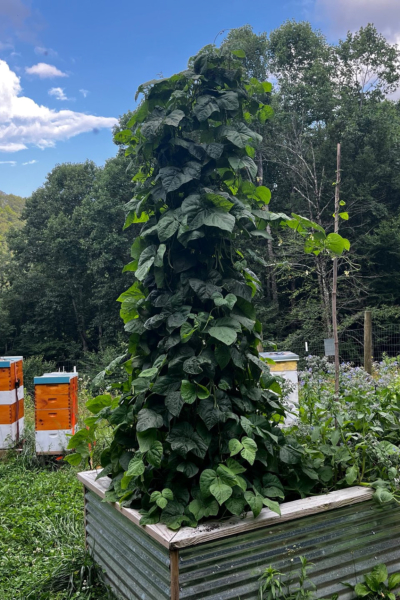 This "tree" of green beans came from just for plants. They have grown so aggressively that we had to strengthen our support structure.