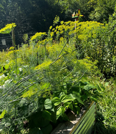 The mammoth dill lived up to its name and is dwarfing our pepper plants.