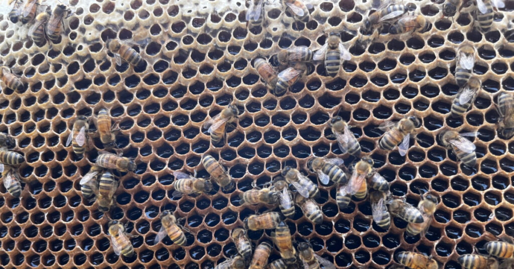 As the forager bees bring nectar into the hive, worker bees store it in a frame of old drone comb.  They will fan it to reduce the nectar's water content and turn it into honey.