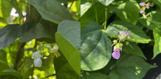 The peas (left) and beans are blooming.