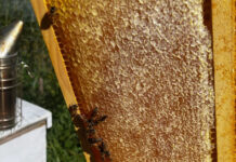 A frame of fall honey