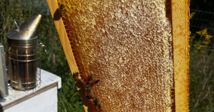 A frame of fall honey