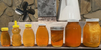 honey jars filled after our recent harvest.