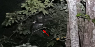 These young raccoons observed our late-night dog walk from a tree and we observed them back.