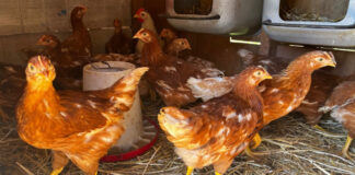These 8-week-old Red Star pullets are enjoying their first few days in the coop.