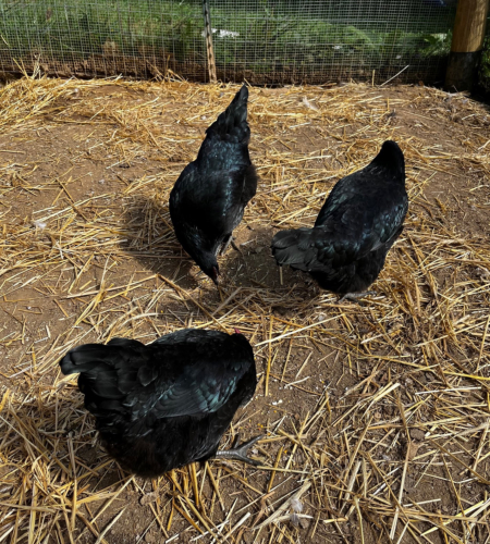 These three Black Star hens are all that are left of the ten we started with.