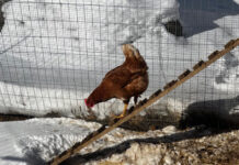 A chicken dares to come out of the coop despite the snow.