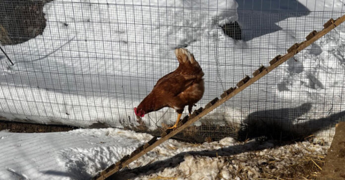 A chicken dares to come out of the coop despite the snow.