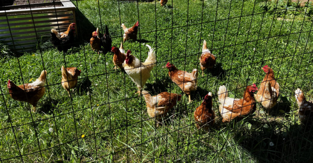 Our sturdy fence protects the chickens, the raised beds and our beehives.
